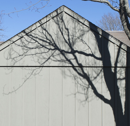 Shadows of bare tree branches with blue skyの写真素材