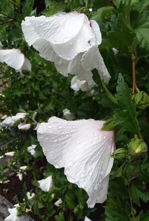 White hibiscus after the rainの写真素材