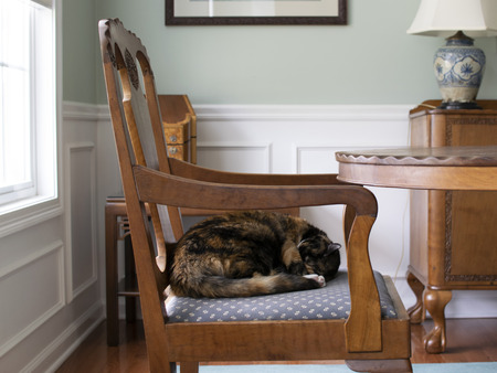 Cat sleeping on dining room chairの写真素材