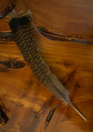 Feather on Eastern Cedar Sculpted Tableの写真素材