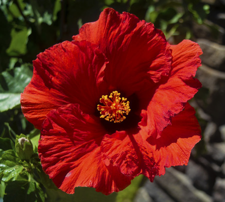 Orange Red Hibiscusの写真素材