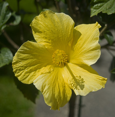 Yellow Hibiscusの写真素材