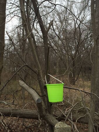 Green bucket hanging from treeの写真素材