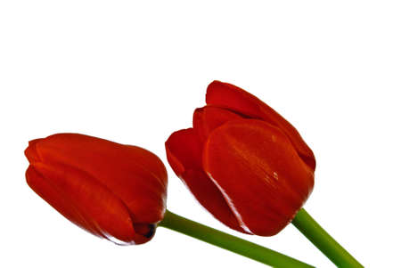 Tulipの写真素材