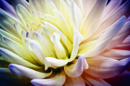 Dahliaの写真素材