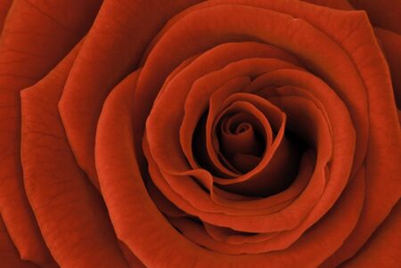 Grand Prix Red Roseの写真素材