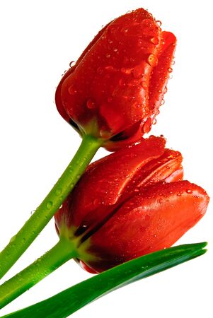 tulipの写真素材