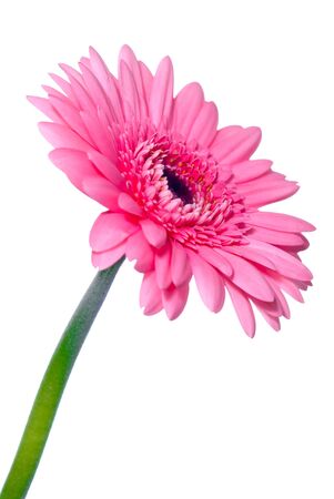 Gerberaの写真素材