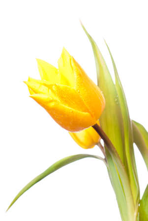 Yellow Tulipの写真素材