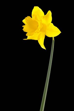 Daffodilの写真素材