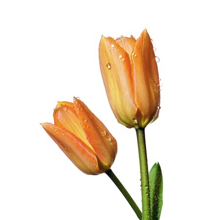 Tulipの写真素材