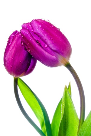 Purple Tulipの写真素材