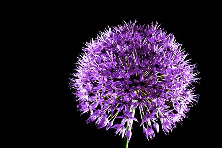 Alliumの写真素材