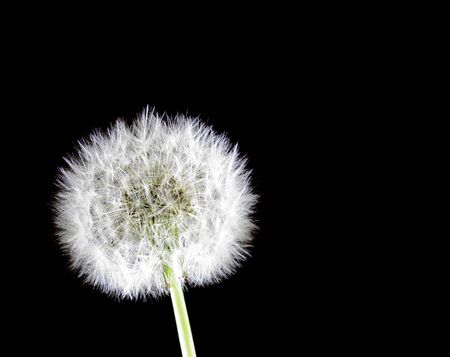 Dandelionの写真素材