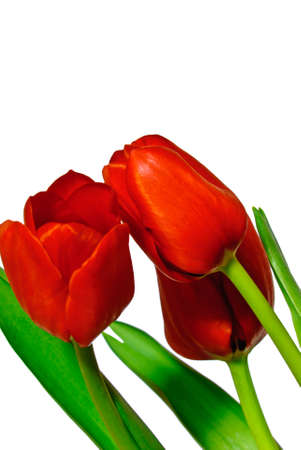 Red Tulipの写真素材