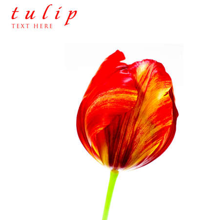 Tulipの写真素材
