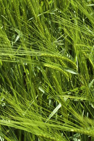 Wheat blowing in the windの写真素材