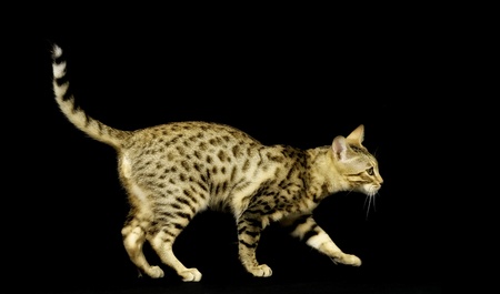 Bengal Cat