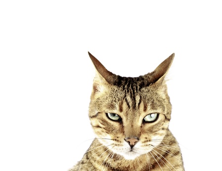 bengal catの写真素材