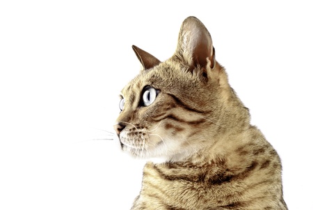 bengal catの写真素材