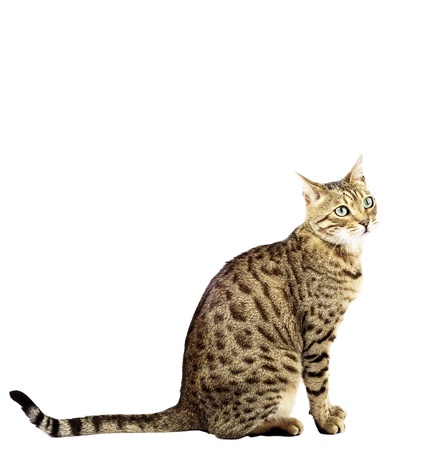 bengal catの写真素材