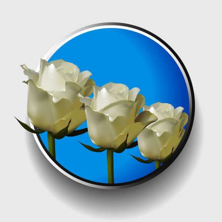 3D Illustration of a Trio of White Ivory Roses Over Blue Metallic Border on White Backgroundのイラスト素材