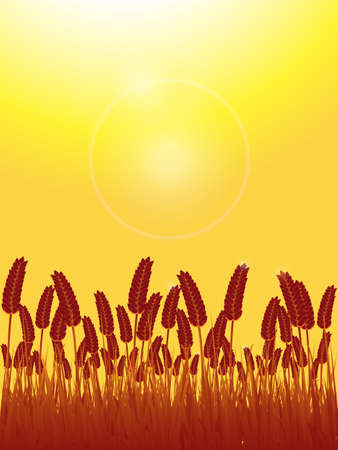 Autumn Sunset Background With Harvest Field Of Wheat And Lens Flaresのイラスト素材