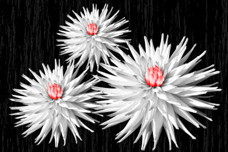 Dhalia Trioの写真素材