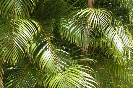 Palm leavesの写真素材