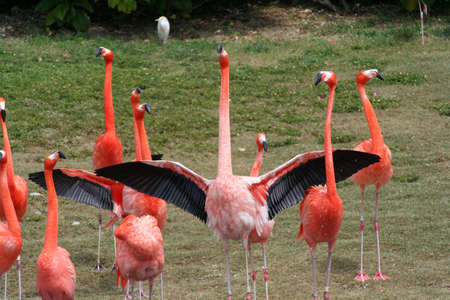 Flamingosの写真素材