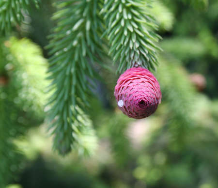 Pine cone