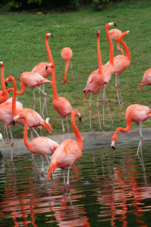 Flamingos, Lakeの写真素材