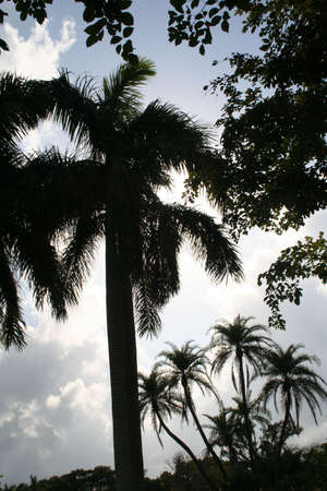 Palm Treesの写真素材