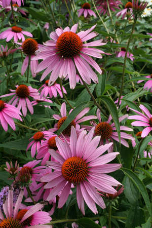 Daisiesの写真素材