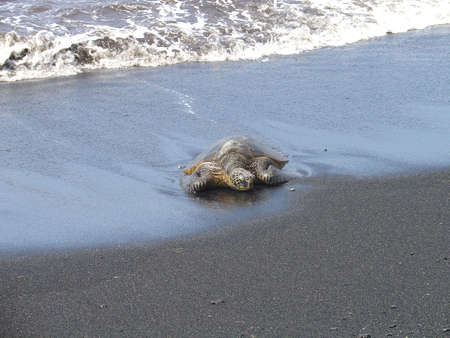 Turtle, Hawaiiの写真素材