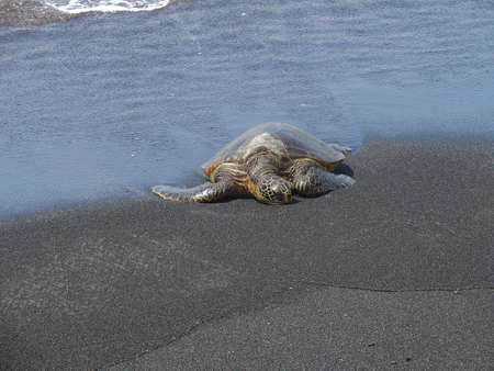 Turtle, Hawaiiの写真素材