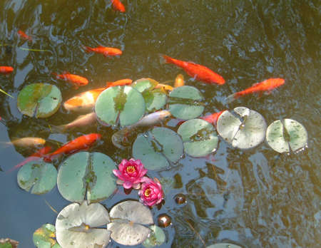 Fish, koiの写真素材