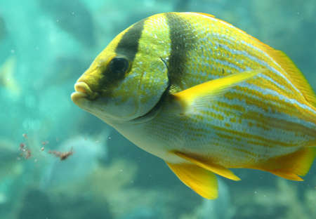 fish, tropical, at Seaquarium