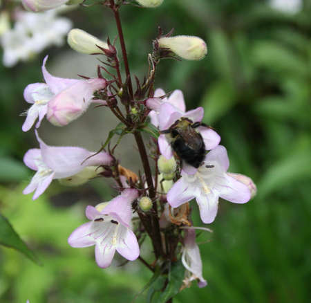 bumblebee in flowerの写真素材