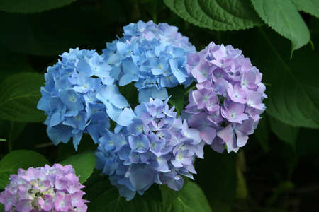 flower, hydrangea