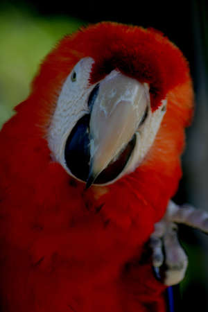 Parrot, Macaw, Florida