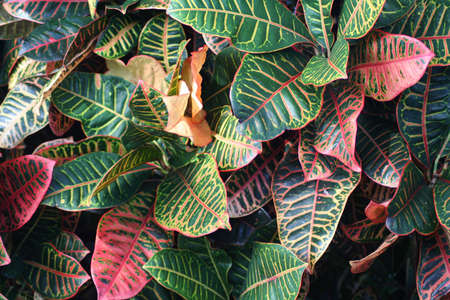 plant, Florida