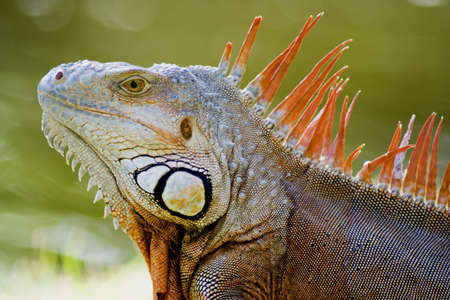 iguana, Floridaの写真素材