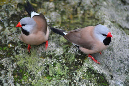 Birds, finchesの写真素材