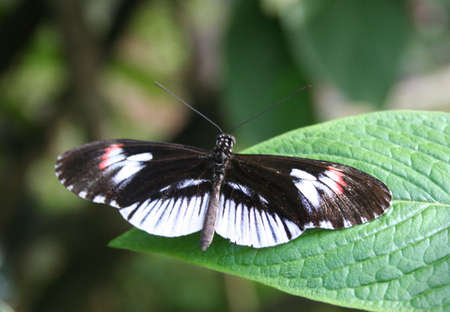Butterfly on leaf