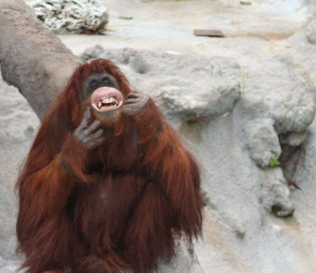 orangutanの写真素材