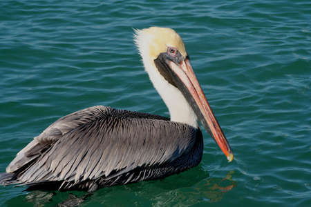 pelicanの写真素材