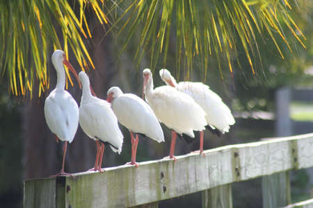 ibises, Crandon Park Gardensの写真素材