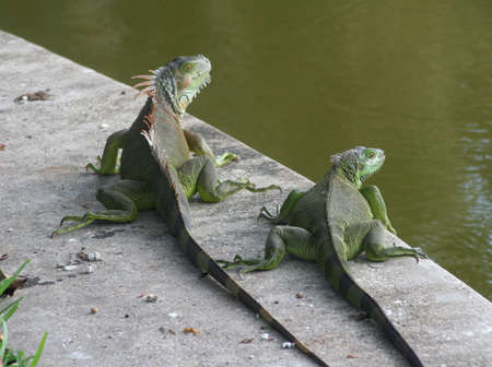iguanas, waters edge の写真素材