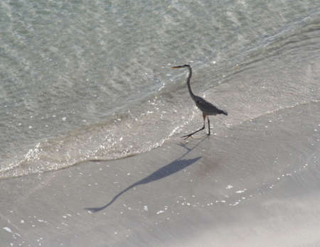 heron, beach, Key Biscayne, Floridaの写真素材